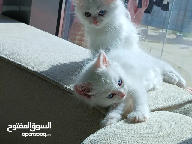 قطط شيرازي،هيمالايا شهرين متعودة على الليتر