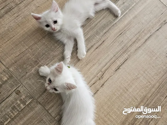قطه لبيع ذكر  سعر15 ریال