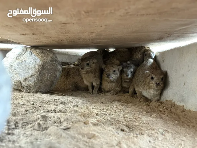 للبيع الوبر الصخري مع تصريح