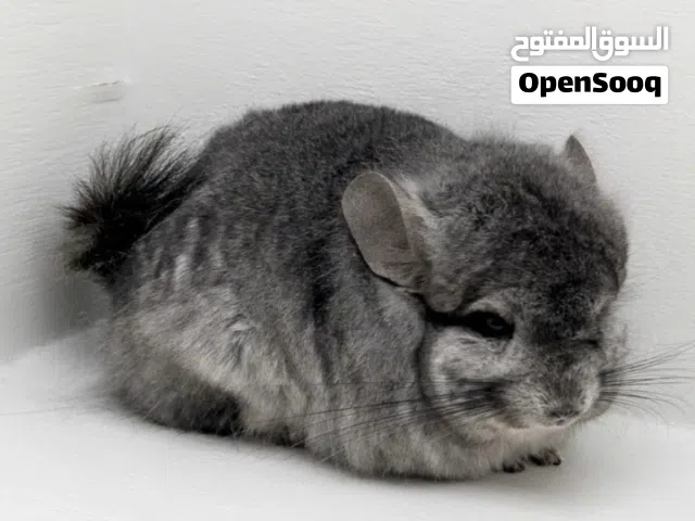 للبيع ذكور حيوان الشنشيلا صاحب انعم فرو بالعالم