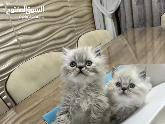 قطط شنشيلا مكس هملايا عمر 40 يوم