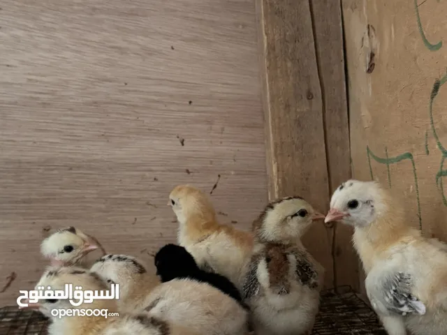 افراخ دجاج عرب