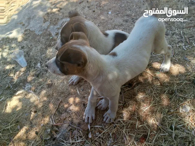 كلبين بج