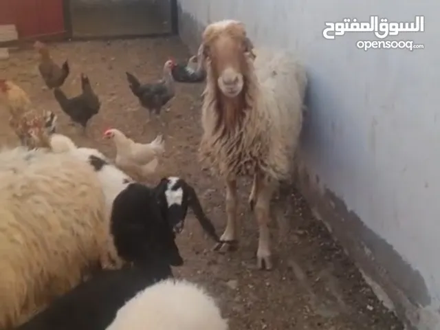 نعاج 2 وخروف وعبور وجدي وسخلتين