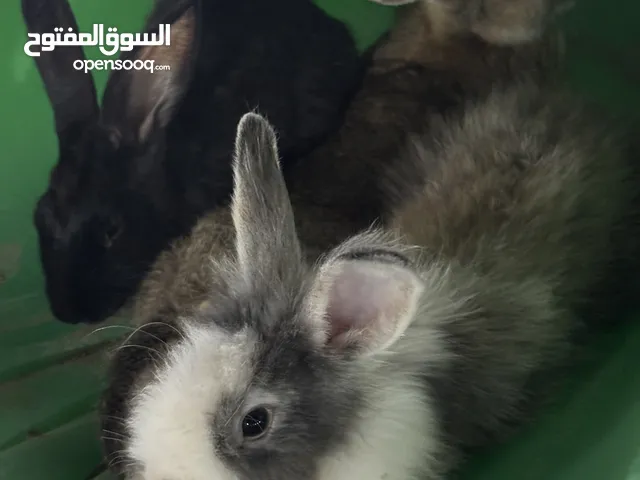 أرانب +8 شهور