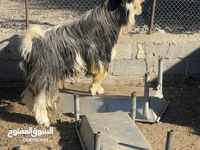 تيس اصيل من حلال الرحوب