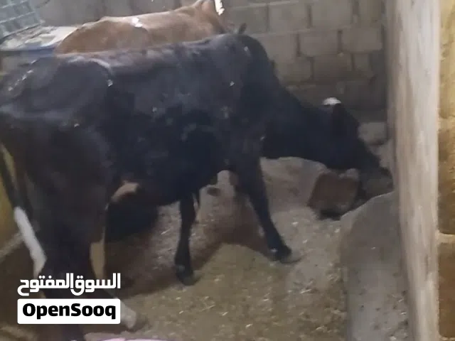 يا الله بجره سمينه خير من الله توزن 85 كيلو السعر مليون و150