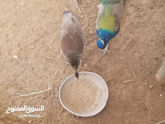 السلام عليكم كوبيا طاوس للبيع
