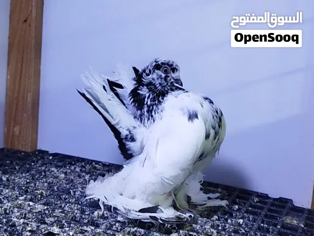 ربي يبارك ماشاء الله انتي فوليه مصوقرة مواصفات قويه قصر حجم وضغط سعرها 500