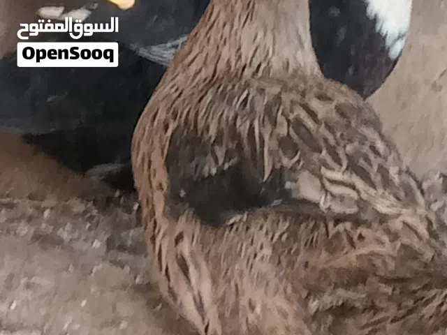 3بطات للبيع
