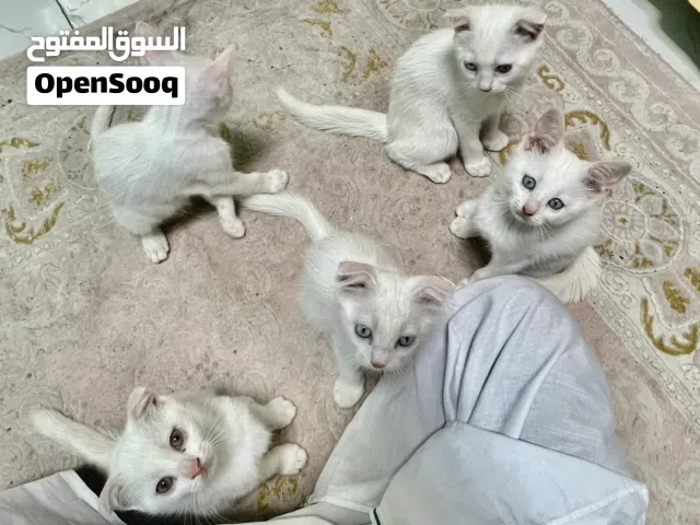 قطط سكوتش فولد بيضاء
