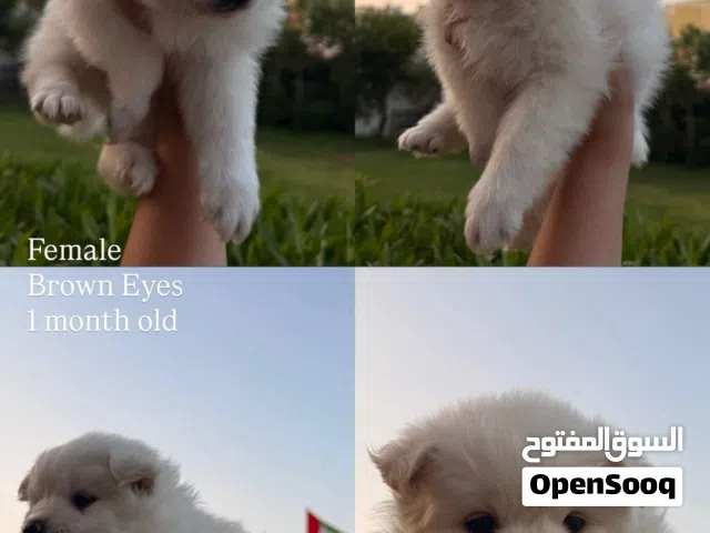 Pomsky Puppies