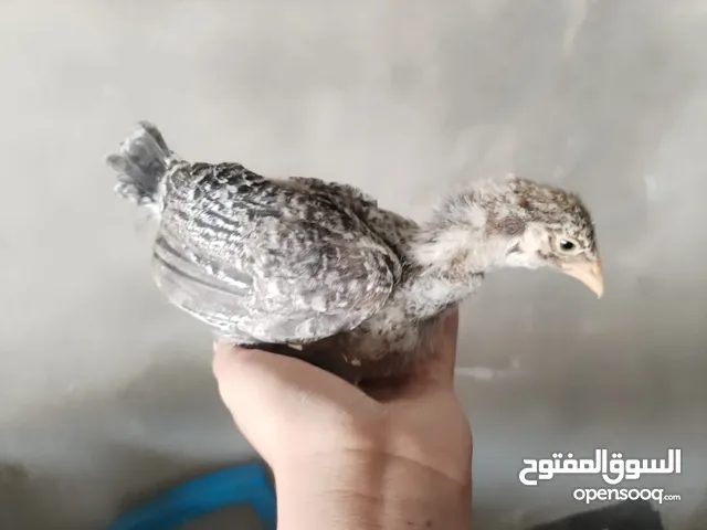 صيصان بلدي عمر شهرين جوده عاليه