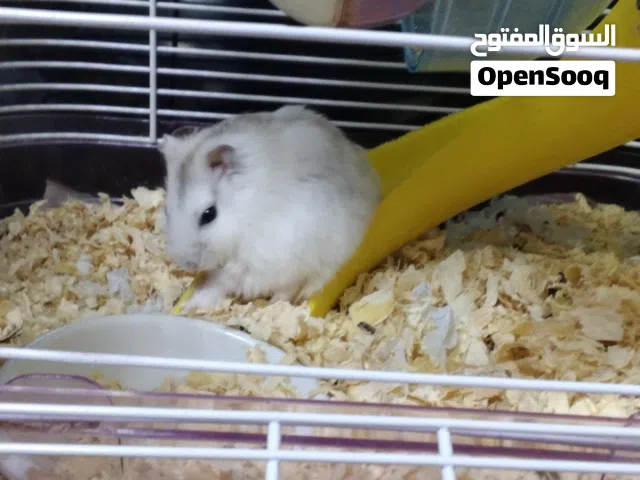 هامستر النوع هامستر الروسي