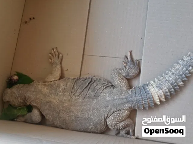 ضب صحراوي انثى حجم كبير