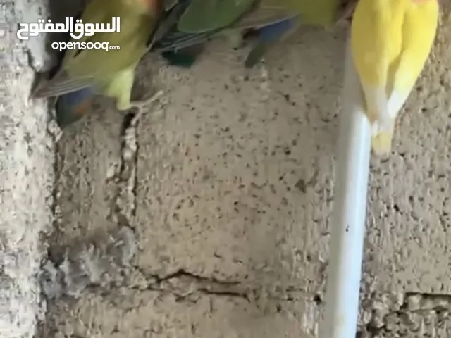 طيور روز حبات جامبو