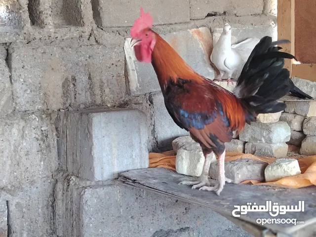 ثلاثة ديوكه عرب بيهن واحد ابيض واثنين خوات الحمر خوات عمرهن موجبير كلش من السته السبع تشهر اكبر بشوي