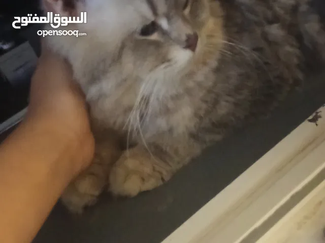 بيع قط ايرش/ايراني