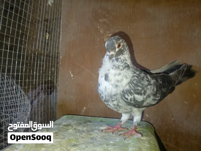 جوز ذباني شوف الوصف