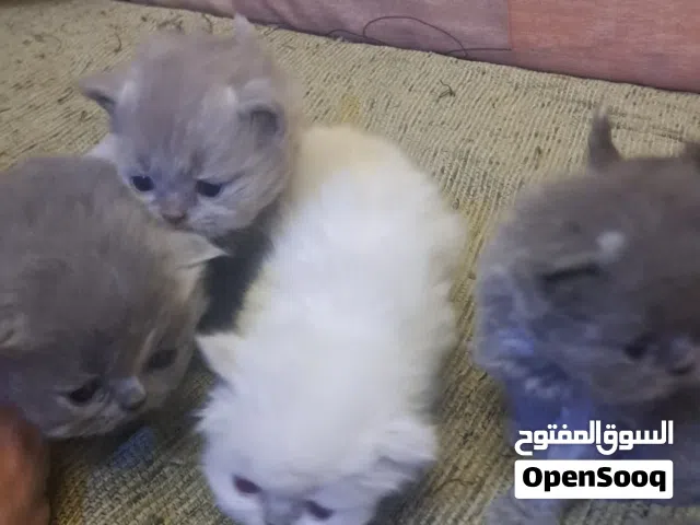 قطط نادرة والوان حلوة