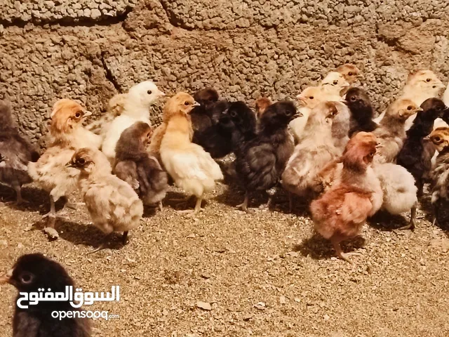 صيصان الكويتي  و دجاجه باكستانه أصل