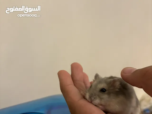 Male and female hamster