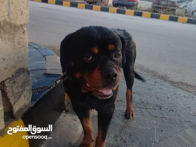 كلب لتزاوج