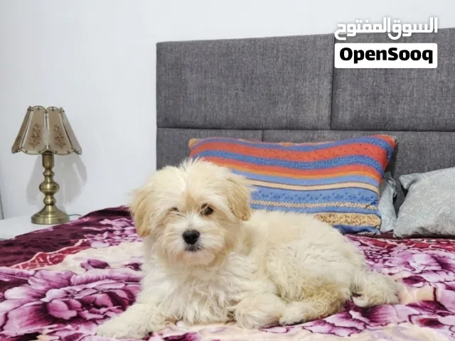 جرو كلب فرنسي عمره شهرين ونص للبيع