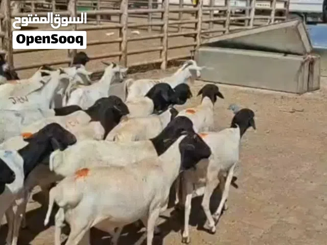 اغنام صومالية كبار بالجملة فقط فوق 49 راس