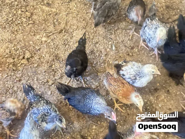 متوفر عتوق عمر شهرين