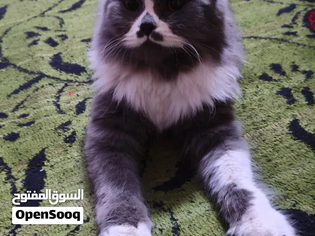 قطه هملايا للبيع