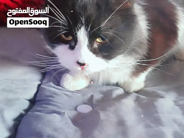 قط ذكر تبني