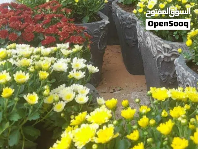 مزارع مصري لي الأشجار والنخيل تكريب النخل العربي والاشنطني تنظيف قص أشجار وإزالة إلا شجار التألفه