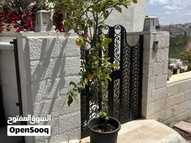 شجرة ليمون مثمر شهري للبيع