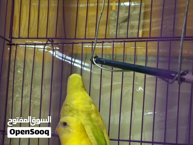 Healthy love birds for sale