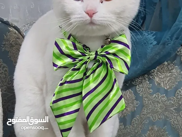 قطه للبيع