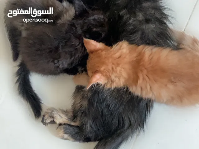 قطه مع صغارها