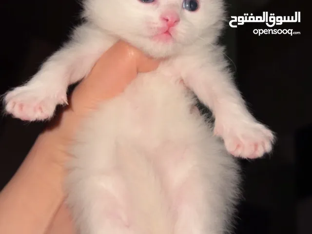 قطط سكوتش فولد
