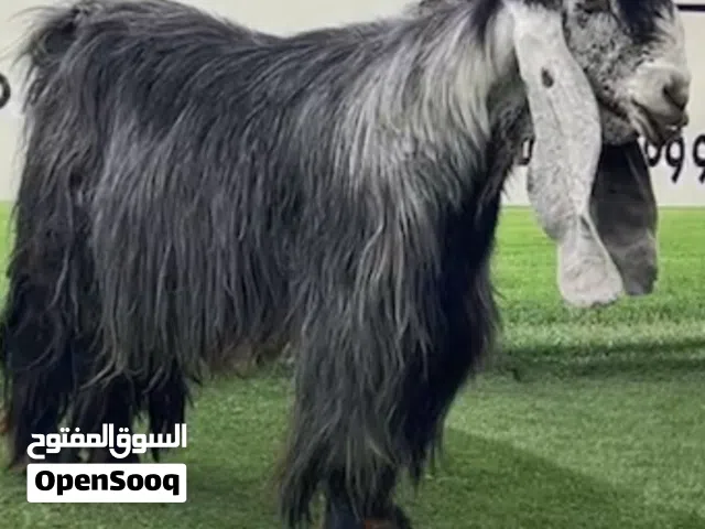 للبيع فحل عارضي خصم الخصم مرسس