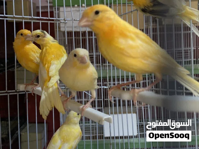 بسم الله متاح 6 مخاليف اعمار مشكلة من 3 ل 6 شهور الوان جميلة موجودات بالزرقا حي معصوم