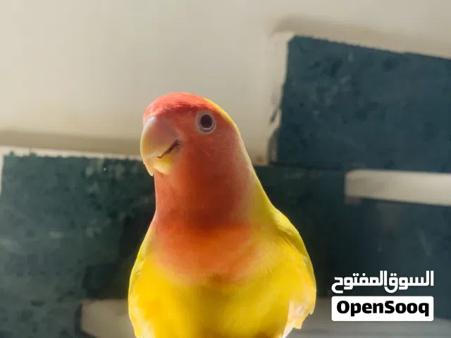 طائر روز عين حمرا مروض ترويض تاام