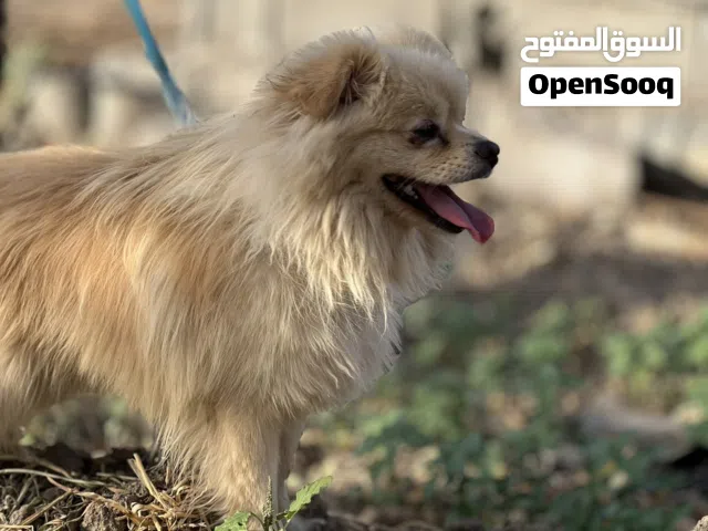 متاح فحل بو زينه مراوس بطيور غندور او دره
