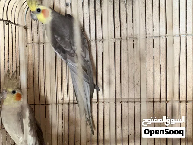 كوكتيل للبيع