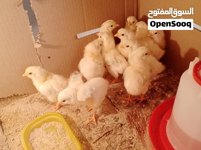 كتاكيت دندراوي كويتي