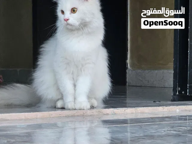 قطه شيرازيه
