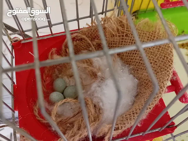 كنار للبيع شغالين بالصلاة على النبي
