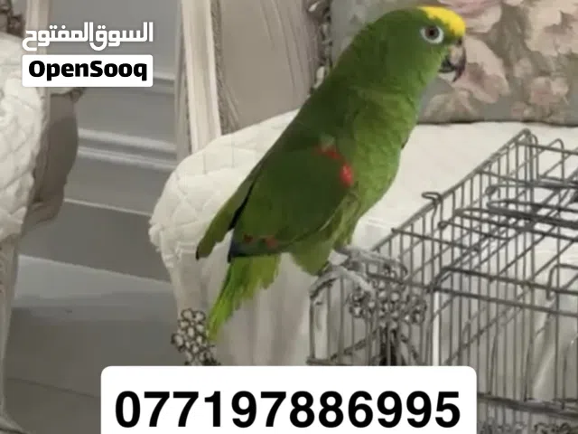 ببغاء امزوني يلو كروان اليف ومتكلم فووول محلق