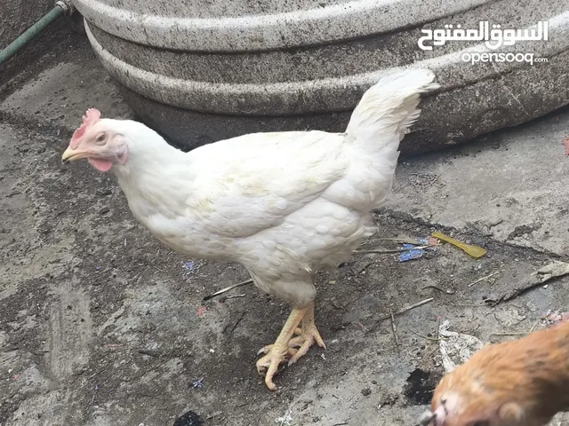 دجاج عرب ابيض مال بيت