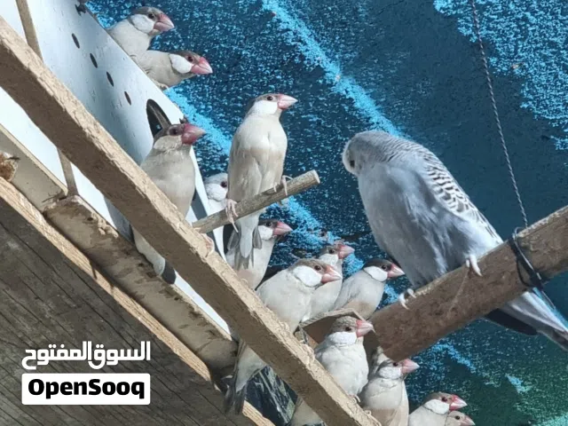 طيور جاو عسلي محميه كامله رس واحد تبزيري