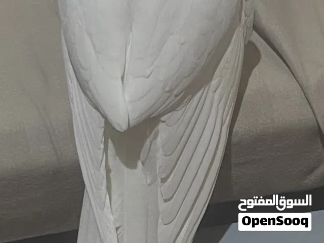 للبيع انثى كروان هولنديه البينو صافي